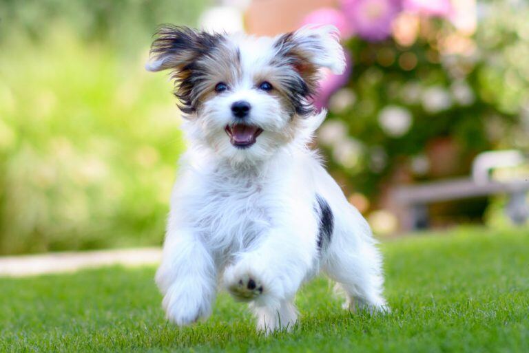 Havanese Dog